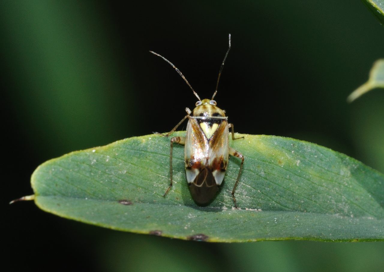 Miridae: Lygus pratensis del Lazio (Mentana - RM)